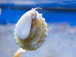 ASTREA SNAIL